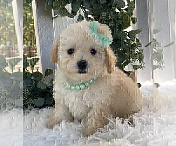 Medium Photo #3 Poodle (Toy) Puppy For Sale in MIAMI, FL, USA