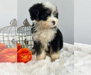 Bernedoodle (Miniature) Puppy for sale in ITASCA, TX, USA