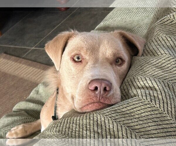 Medium Photo #4 Labrador Retriever-Unknown Mix Puppy For Sale in San Diego, CA, USA