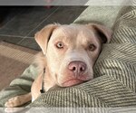 Small #3 Labrador Retriever Mix