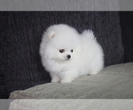 Small Photo #4 Pomeranian Puppy For Sale in MANHATTAN, NY, USA