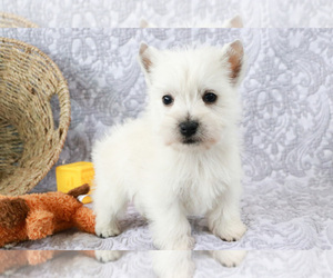 West Highland White Terrier Dogs for adoption in WESTERVILLE, OH, USA