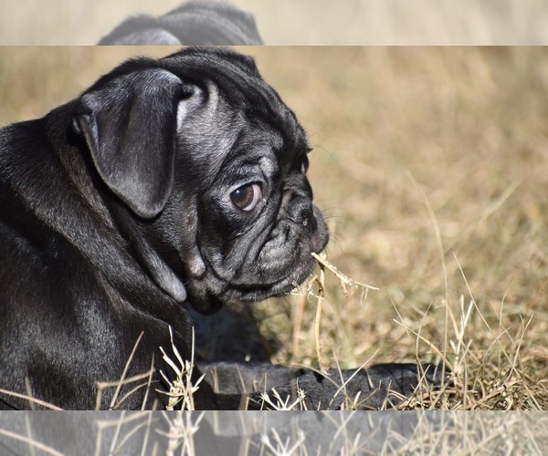 Medium Photo #4 Pug Puppy For Sale in PALM COAST, FL, USA