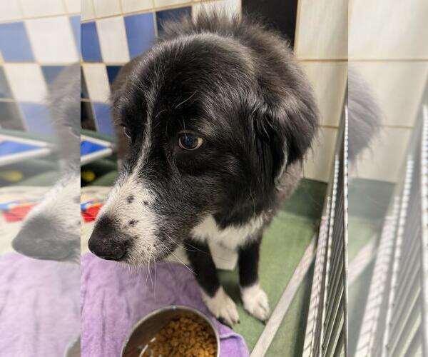 Medium Photo #3 Great Pyrenees Puppy For Sale in Spring, TX, USA