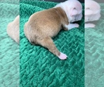Small #9 Boston Terrier