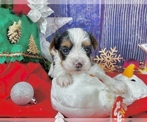 Morkie Puppy for sale in CASSVILLE, MO, USA