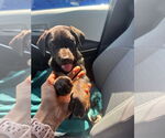 Small #5 Labrador Retriever Mix