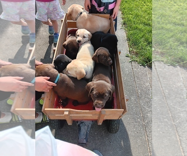 View Ad Labrador Retriever Litter of Puppies for Sale near Indiana