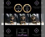 Puppy Pumba ACA Dachshund