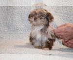 Small #8 ShihPoo