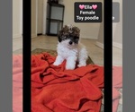 Small #1 Poodle (Toy)