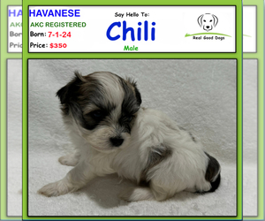 Havanese Puppy for sale in ALBION, IN, USA