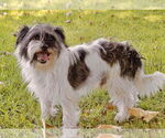 Small #4 Lhasa Apso