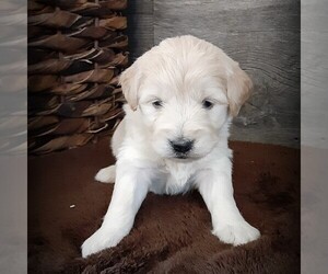 Goldendoodle-Poodle (Miniature) Mix Puppy for sale in HUTCHINSON, KS, USA