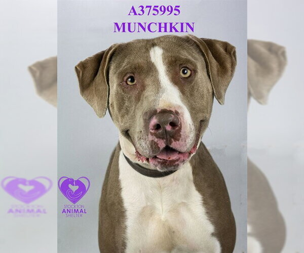 Medium Photo #2 Mutt Puppy For Sale in Stockton, CA, USA