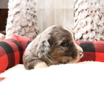 Small Photo #626 Aussiedoodle Miniature  Puppy For Sale in STAFFORD, VA, USA