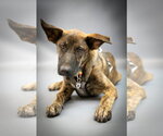 Small Photo #3 Labrador Retriever-Unknown Mix Puppy For Sale in Princeton, MN, USA