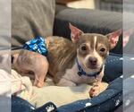 Small #4 Chihuahua Mix