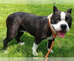 Small American Staffordshire Terrier