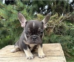 Small #3 French Bulldog