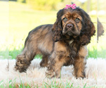 Puppy Peaches AKC Cocker Spaniel