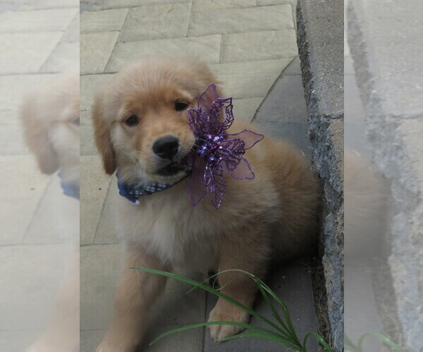 Medium Photo #14 Golden Retriever Puppy For Sale in MECHANICSVILLE, MD, USA