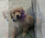 Small #13 Golden Retriever