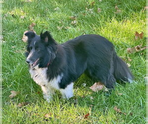FLOWER - Female Mutt Dog for Adoption - Photo #2