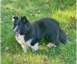 Small Photo #2 Mutt Puppy For Sale in Wamego, KS, USA