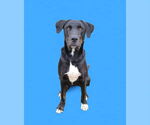 Small #3 Labrador Retriever Mix