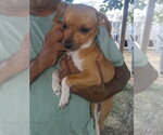 SPONSOR OR FOSTER ME - Taco - Male Chihuahua-Unknown Mix Dog for Adoption - Small photo