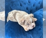 Small Photo #5 English Bulldog Puppy For Sale in ANAHEIM, CA, USA