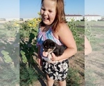 Small Photo #17 Pembroke Welsh Corgi Puppy For Sale in GALLEGOS, NM, USA