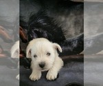 Small #1 West Highland White Terrier