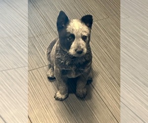 Australian Cattle Dog Puppy for sale in ENCINITAS, CA, USA