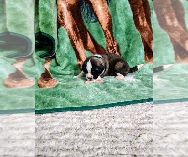 Medium Photo #6 Saint Bernard Puppy For Sale in CONVOY, OH, USA