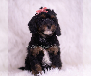 Medium Poodle (Toy)