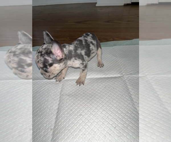 Medium Photo #3 French Bulldog Puppy For Sale in FAYETTEVILLE, NC, USA