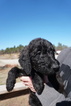 Small Photo #7 Airedoodle Puppy For Sale in FORT WORTH, TX, USA