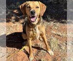 Small Photo #208 Beagle-Unknown Mix Puppy For Sale in Kanab, UT, USA