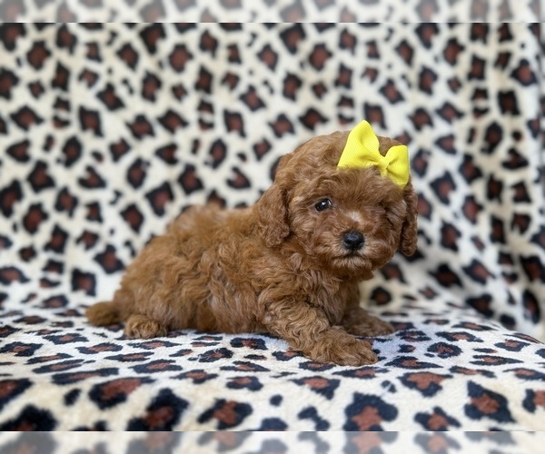 Medium Photo #6 Cavapoo (Miniature) Puppy For Sale in LAKELAND, FL, USA