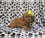 Small #5 Cavapoo (Miniature)