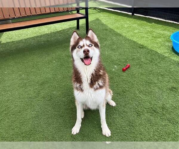 Medium Photo #3 Siberian Husky Puppy For Sale in Orange, CA, USA