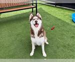 Small #2 Siberian Husky