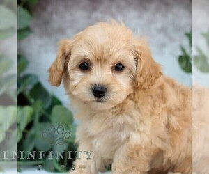 Cavachon-Poodle (Miniature) Mix Puppy for sale in GORDONVILLE, PA, USA