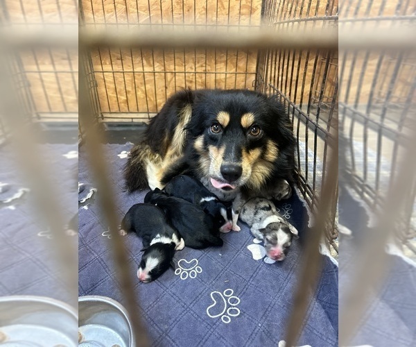 Medium Photo #1 Miniature Australian Shepherd Puppy For Sale in BUSH, LA, USA