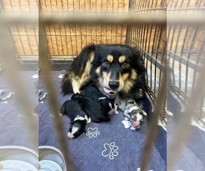Mother of the Miniature Australian Shepherd puppies born on 05/20/2026