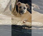 Small #2 Black Mouth Cur Mix