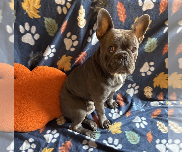 Medium Photo #1 French Bulldog Puppy For Sale in LANTON, MO, USA