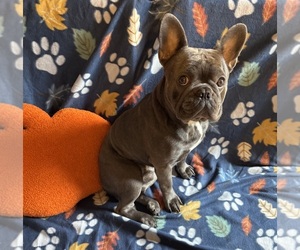 Father of the French Bulldog puppies born on 07/01/2025